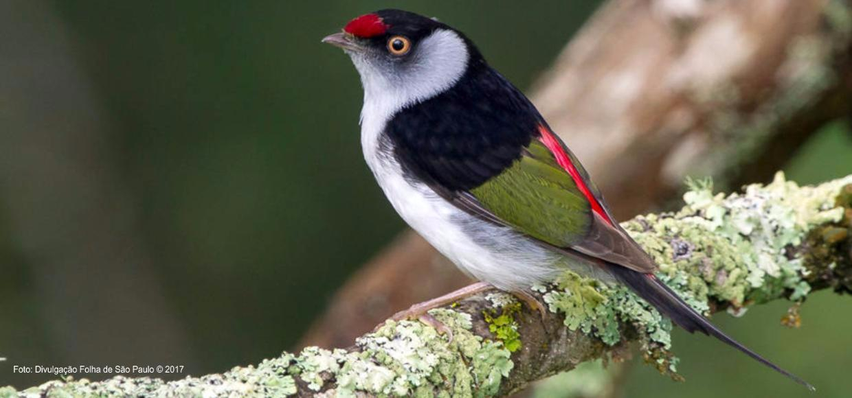 Aves ameaçadas na Serra da Cantareira