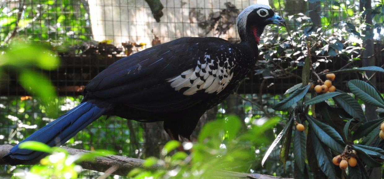 Projeto Jacutinga: Parque das Aves envia seis jacutingas para soltura