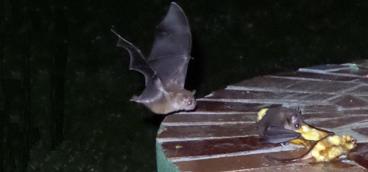Crônicas de naturalista: morcegos no quintal
