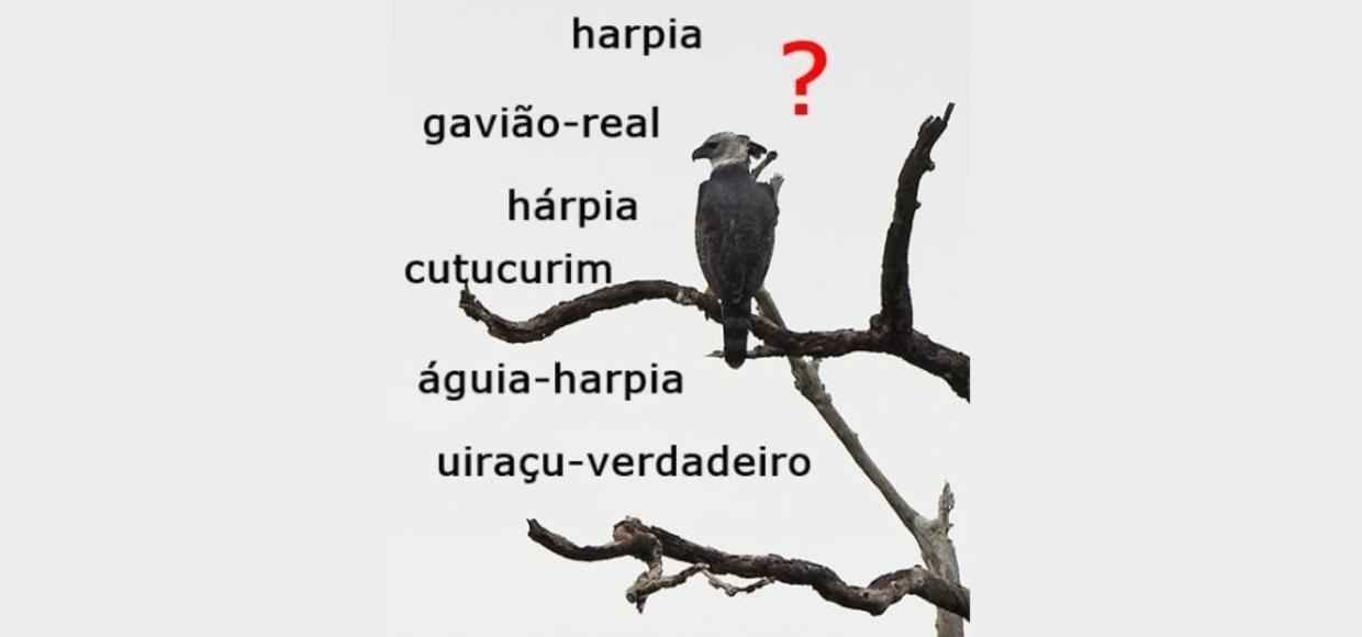 Uma reflexão sobre Nomes Vernáculos Técnicos (NVTs): o que a Ornitologia pode ensinar?