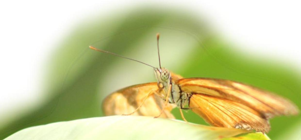A renovação das borboletas e as coleções biológicas