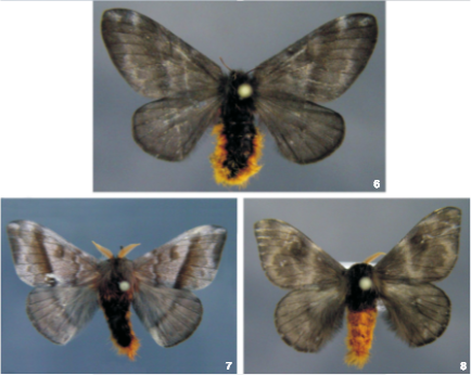 Representantes adultos de Hylesia nigricans: (6) fêmea; (7) macho com abdome de coloração normal; (8) macho com abdome de coloração amarelada (Fonte: extraída de Specht et al. 2006).